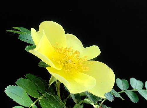 开花一个季节，它明亮的几何形状_900字