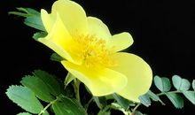 花开一季，其艳几何_900字