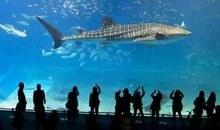 请善待动物朋友——电影《海洋朋友》观后感_550字