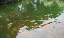 水中游鱼，已不再是游鱼_700字