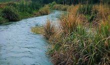 春天的心声_400字