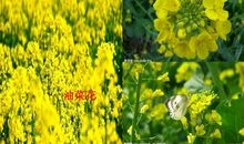 关于爷爷的作文：我那可敬的爷爷_1200字