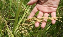 一粒粮食的诉说_1000字