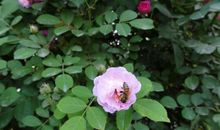 一年级状物作文：漂亮的蔷薇花_200字