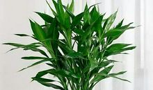 一年级状物作文：富贵竹_150字