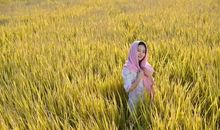 稻田里的汗水_600字