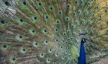 一年级状物作文：孔雀的尾巴_200字