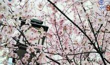 改写课文《春雨沙沙》_100字