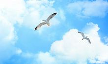 飞翔的自由_400字