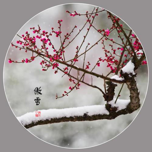 我的家人的梅子_900字