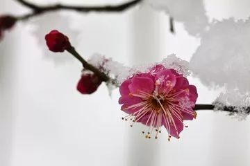 sume在雪中_800字