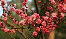 一棵红梅树_800字