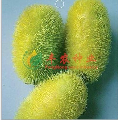 可爱的黄瓜_200字