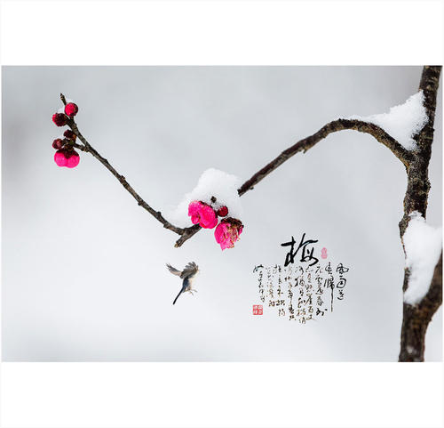 梅花_800字