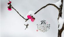 梅花美香俏_800字