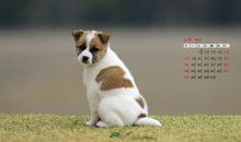 我会折小狗_100字