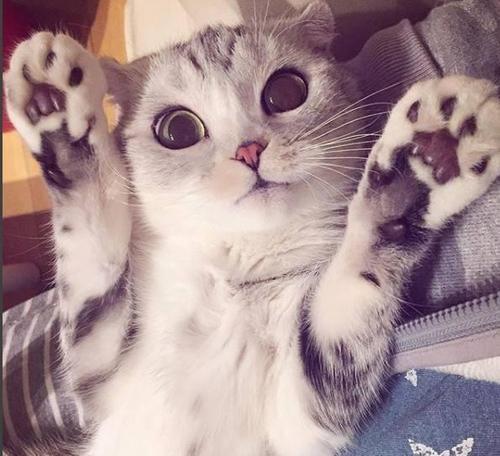 猫和野猫_250字
