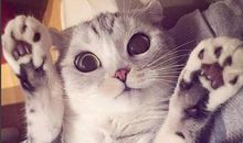 家猫和野猫_250字