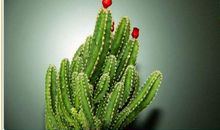 我家的仙人掌_500字