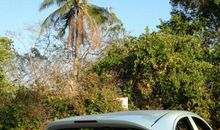 哦，门前的树_900字