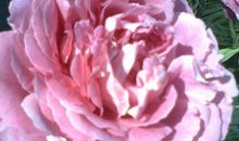 半截月季 作者星儿_800字