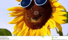 向日葵的微笑_400字