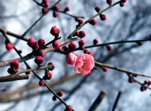 让鲜花在心里_650字