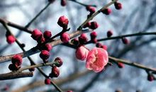 让花香永驻心中_650字