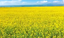 人生格言：要有梦想，即使遥远_500字