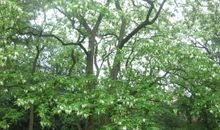 八月?槐树?年华_1000字