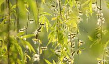 六年，如风中飞舞的柳絮_900字