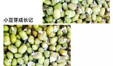 小豆芽成长记_450字