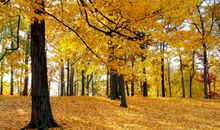 还我一片树林_400字