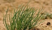 请手下留情_700字