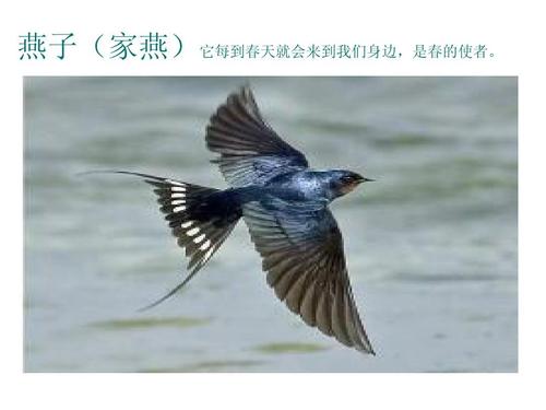 [寻找春天]返回，吞下_1200字