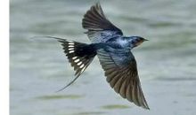 [寻找春天]归来吧，燕子_1200字