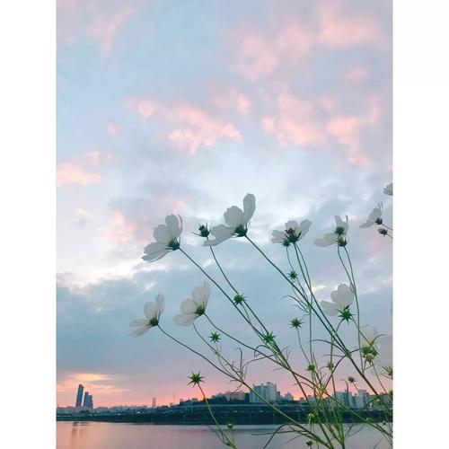收获Joy _800字