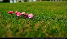 [寻找春天]丝方尽，泪始干_600字