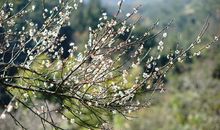 留风迎雪_1200字