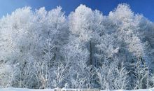 关于冬雪的作文：冬天的雪_400字