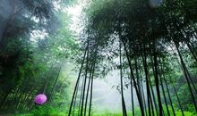 家乡的竹林_600字