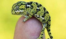 妈妈真像一条变色龙_500字