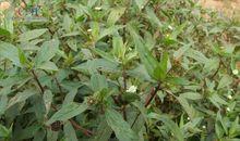 新兵的崛起Ⅱ：绿色的血_600字