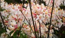 邂逅春天的雨_800字