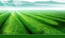 绿色庄园真好玩_550字