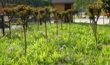 参观绿色庄园_500字