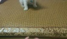 一年级日记：爆米花_250字