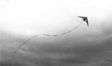 风筝断线后……