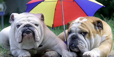 2009年陕西高中入学考试：来自小动物学游泳的评论