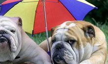 2009年陕西高考作文题：小动物学游泳引发的评论